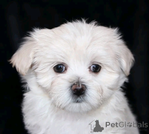 Foto №3. Havanese -ander Stehen zur Adoption Bereit. Deutschland
