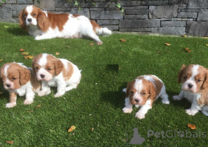 Foto №1. cavalier king charles spaniel - zum Verkauf in der Stadt Antwerpen | verhandelt | Ankündigung № 170825