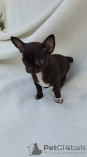 Foto №3. Mädchen Chihuahua. Polen