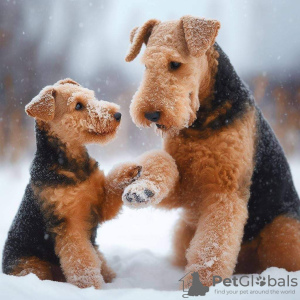 Foto №1. welsh terrier - zum Verkauf in der Stadt Kruševac | verhandelt | Ankündigung № 109368