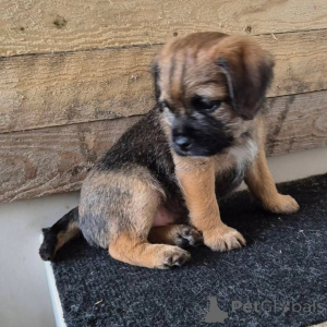 Foto №4. Ich werde verkaufen border terrier in der Stadt Vilnius. quotient 	ankündigung, züchter - preis - 850€