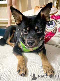 Foto №2 zu Ankündigung № 130423 zu verkaufen mischlingshund - einkaufen Russische Föderation quotient 	ankündigung