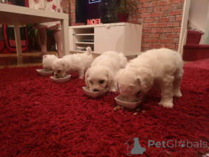 Foto №1. bichon frisé - zum Verkauf in der Stadt Bensheim | 600€ | Ankündigung № 173328