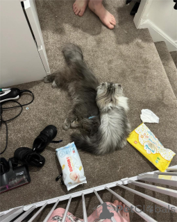 Foto №2 zu Ankündigung № 154213 zu verkaufen munchkin - einkaufen Deutschland 