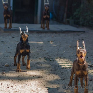 Foto №1. dobermann - zum Verkauf in der Stadt Leipzig | 900€ | Ankündigung № 146463