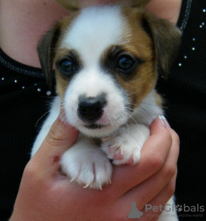 Foto №2 zu Ankündigung № 56590 zu verkaufen jack russell terrier - einkaufen Deutschland quotient 	ankündigung