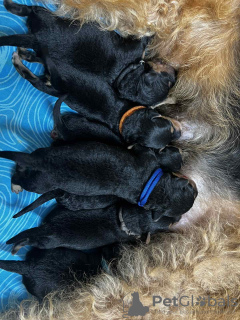 Foto №4. Ich werde verkaufen airedale terrier in der Stadt Limassol. züchter - preis - 1500€