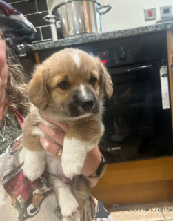 Foto №4. Ich werde verkaufen welsh corgi in der Stadt Berlin. züchter - preis - verhandelt