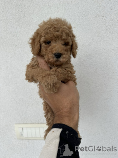 Foto №3. Mini Apricot Poodle!. Serbien