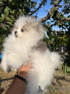 Foto №3. Pomeranian-Welpen höchster Qualität. Serbien