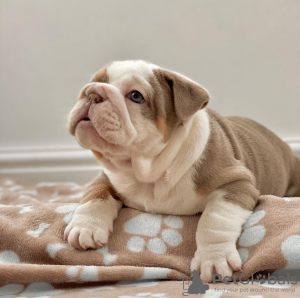 Foto №2 zu Ankündigung № 112248 zu verkaufen englische bulldogge - einkaufen Ungarn quotient 	ankündigung