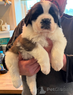 Foto №4. Ich werde verkaufen whippet in der Stadt Edinburgh. quotient 	ankündigung - preis - Frei