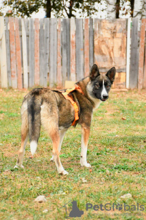 Foto №4. Ich werde verkaufen mischlingshund in der Stadt Москва. quotient 	ankündigung - preis - Frei