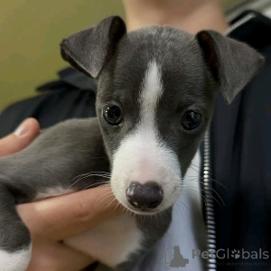 Foto №2 zu Ankündigung № 139072 zu verkaufen greyhound - einkaufen Deutschland züchter