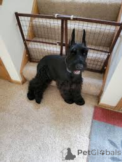 Foto №2 zu Ankündigung № 173091 zu verkaufen schnauzer - einkaufen Serbien quotient 	ankündigung, züchter