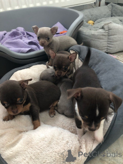 Foto №3. Chihuahua-Welpen. Belgien