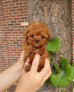 Foto №2 zu Ankündigung № 167984 zu verkaufen amerikanischer cocker spaniel - einkaufen Großbritannien quotient 	ankündigung