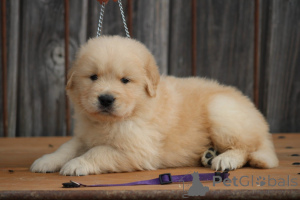 Foto №2 zu Ankündigung № 173994 zu verkaufen golden retriever - einkaufen Deutschland 