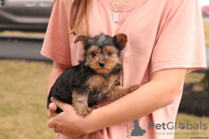 Foto №2 zu Ankündigung № 63807 zu verkaufen yorkshire terrier - einkaufen Deutschland 