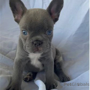 Foto №2 zu Ankündigung № 163568 zu verkaufen  - einkaufen Ukraine 