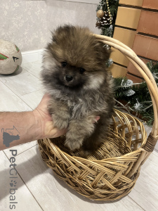 Foto №3. Spitz Welpe. Russische Föderation