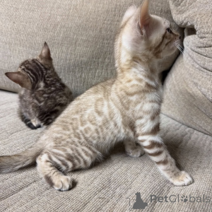 Foto №4. Ich werde verkaufen bengal katzenrasse in der Stadt Berlin. züchter - preis - verhandelt