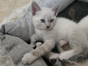 Foto №1. siamkatze - zum Verkauf in der Stadt Köln | 350€ | Ankündigung № 143176