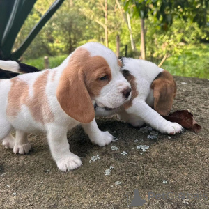 Foto №3. Entzückende Beagle-Welpen zu verkaufen.. Deutschland