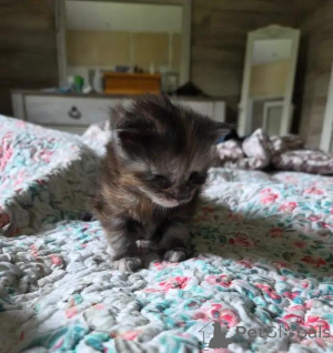 Foto №2 zu Ankündigung № 176004 zu verkaufen maine-coon-katze - einkaufen Deutschland 