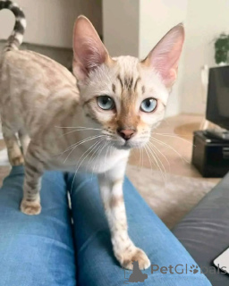 Foto №2 zu Ankündigung № 147420 zu verkaufen  - einkaufen USA züchter