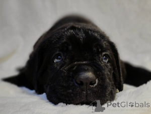 Foto №2 zu Ankündigung № 161323 zu verkaufen akita - einkaufen Österreich 