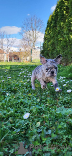 Zusätzliche Fotos: Französische Bulldoggen-Merle-Welpen