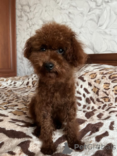 Foto №1. mischlingshund - zum Verkauf in der Stadt Kiew | 1000€ | Ankündigung № 155618