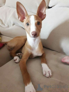 Foto №2 zu Ankündigung № 157827 zu verkaufen podengo português - einkaufen Deutschland aus dem tierheim, züchter