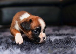 Foto №4. Ich werde verkaufen deutscher boxer in der Stadt Much. quotient 	ankündigung - preis - 850€