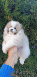 Foto №3. Kraycho Parpulov. Bulgarien