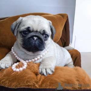 Foto №3. Zauberhaftes Mopsmädchen!. Ukraine