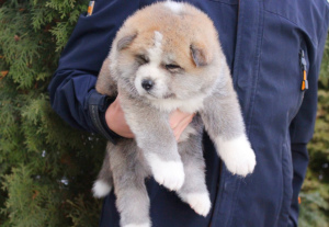 Foto №3. Japanische Akita Inu Welpen kaufen einen Hund. Ukraine