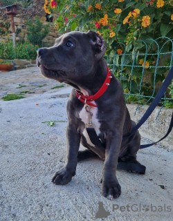 Foto №4. Ich werde verkaufen american bully in der Stadt Trieste. quotient 	ankündigung - preis - verhandelt