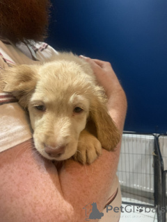 Foto №4. Ich werde verkaufen golden retriever in der Stadt Eisenach. züchter - preis - 300€