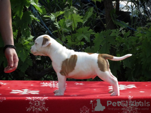 Zusätzliche Fotos: Amerikanischer Staffordshire-Terrier, welpen