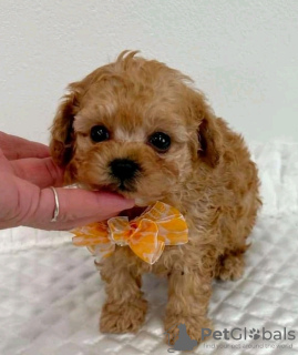 Foto №1. pudel (royal) - zum Verkauf in der Stadt Alabama Shores | 425€ | Ankündigung № 133707