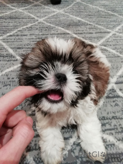 Foto №3. Perfekte Shih Tzu-Welpen. Estland