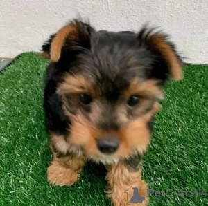 Foto №2 zu Ankündigung № 91402 zu verkaufen yorkshire terrier - einkaufen Kroatien quotient 	ankündigung