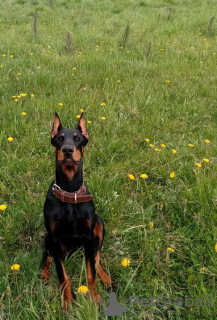 Foto №4. Ich werde verkaufen dobermann in der Stadt Tiflis. züchter - preis - verhandelt