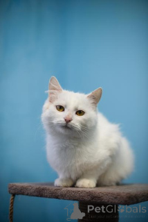 Foto №2 zu Ankündigung № 159452 zu verkaufen  - einkaufen Russische Föderation quotient 	ankündigung