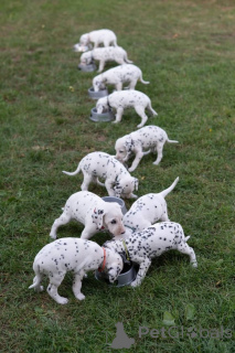 Foto №1. dalmatiner - zum Verkauf in der Stadt Wien | verhandelt | Ankündigung № 157526