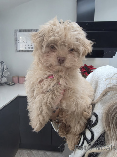 Foto №2 zu Ankündigung № 161000 zu verkaufen chihuahua - einkaufen Kanada quotient 	ankündigung