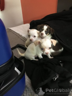 Foto №2 zu Ankündigung № 36315 zu verkaufen chihuahua - einkaufen Schweiz 