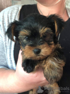 Foto №1. yorkshire terrier - zum Verkauf in der Stadt Nürnberg | 350€ | Ankündigung № 110990